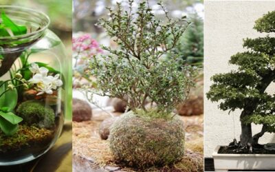 Terrariums, Kokedama, and Bonsai: Hobby vs. Career